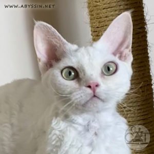 Девон-рекс, белая кошка с зелёными глазками