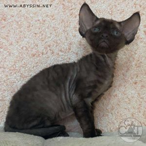 Девон-рекс шоколадный котик