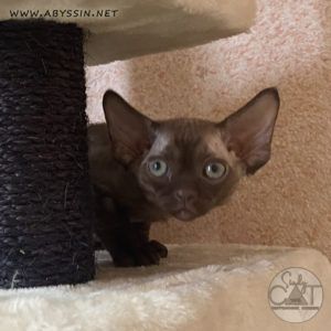 Девон-рекс шоколадный котик