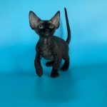 черный котик девон рекс