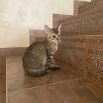 Котик египетская мау бронза
