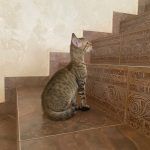 Котик египетская мау бронза
