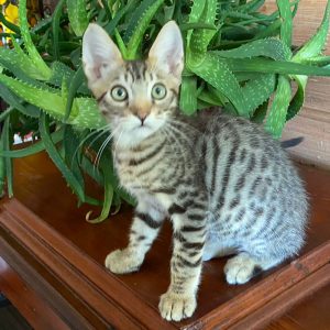 Котята Египетская мау на продажу