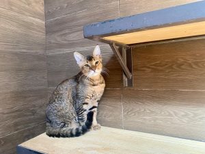 Гибридные кошки | чаузи, саванна, бенгал ф2, алк