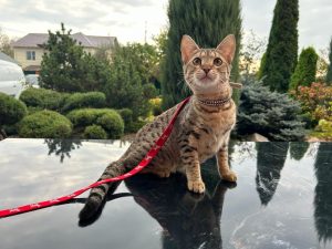 Гибридные кошки | чаузи, саванна, бенгал ф2, алк