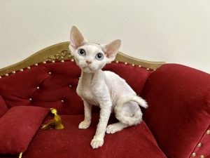 Девон-рекс белоснежный голубоглазый котик