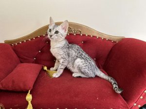 Котята Египетская мау на продажу