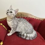 Египетская мау котик контрастное пятно на серебро