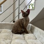 Кошечка Девон Рекс в окрасе циннамон